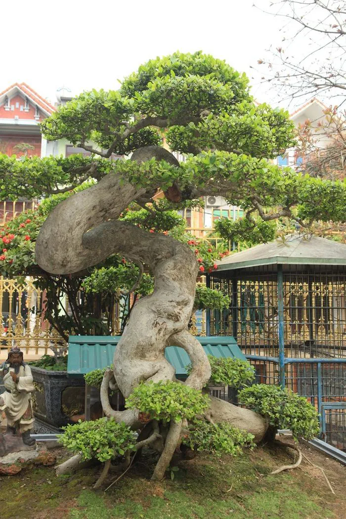 Duối cổ hình chữ Tâm “đẹp nhất Việt Nam”, giá triệu đô của đại gia Phú Thọ  | Báo Dân trí