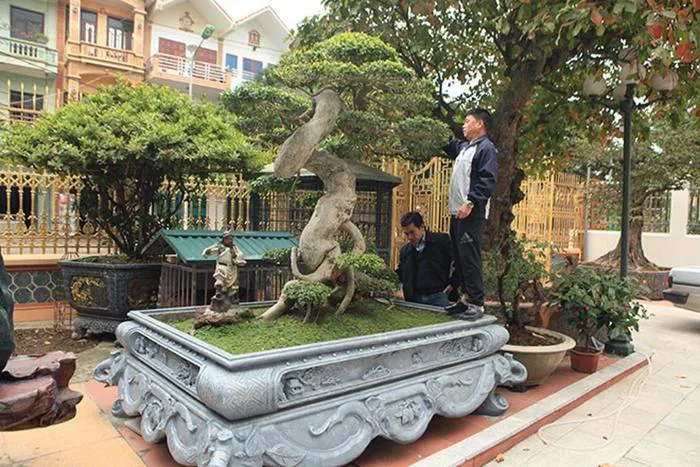 Duối cổ hình chữ Tâm “đẹp nhất Việt Nam”, giá triệu đô của đại gia Phú Thọ  | Báo Dân trí